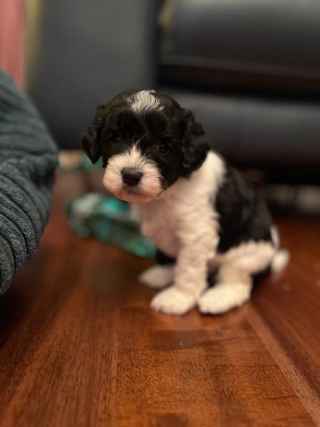 Puppy 1 (Male) - Unavailable