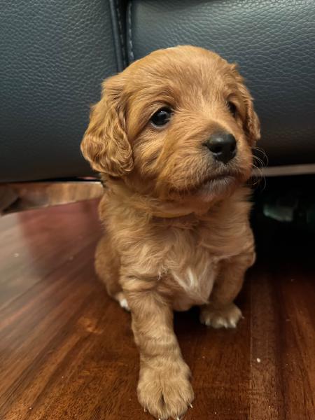 Puppy 2 (Male) - Unavailable