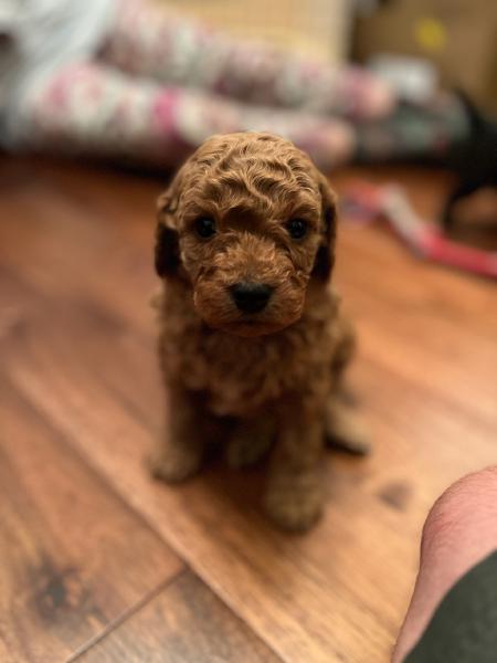 Puppy 3 (Male)