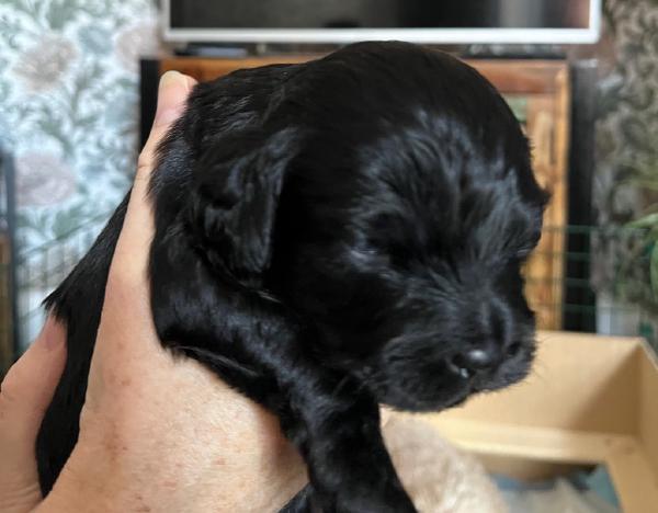 Puppy 4 (Male) - Unavailable