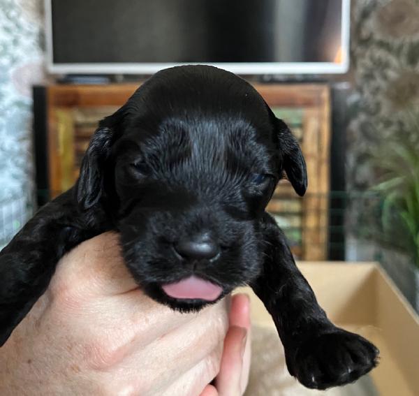 Puppy 5 (Female) - Unavailable