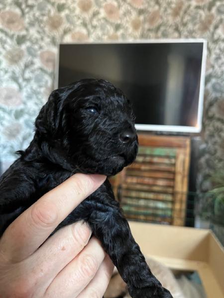 Puppy 6 (Female) - Unavailable